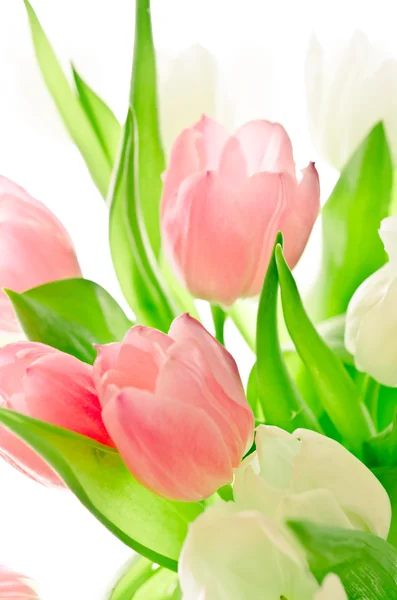 Różowe i białe tulipany na biały — Zdjęcie stockowe