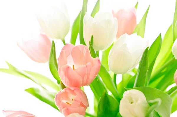 Růžové a bílé tulipány na bílém pozadí — Stock fotografie