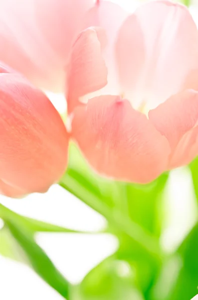 Roze en witte tulpen op wit — Stockfoto