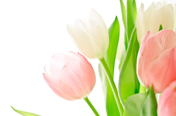 Pink and white tulips on white — Stock Photo, Image