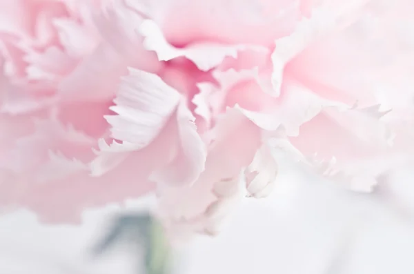 Rosa Blüten — Stockfoto