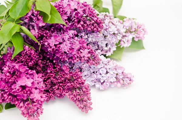 Blooming flower of purple lilac — Stock Photo, Image