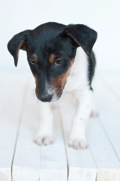 犬を見て ロイヤリティフリーのストック画像