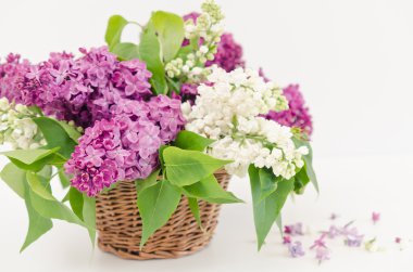 sepet içinde güzel leylak