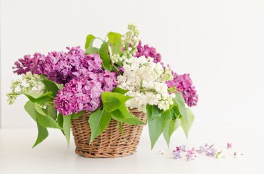 sepet içinde güzel leylak