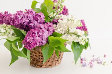 sepet içinde güzel leylak