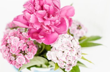 izole Şakayık çiçeği.