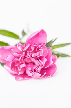 izole Şakayık çiçeği.