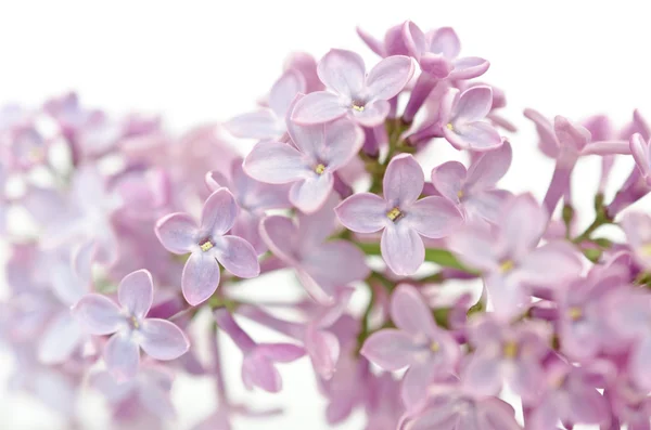 Flor florescente de lilás roxo — Fotografia de Stock