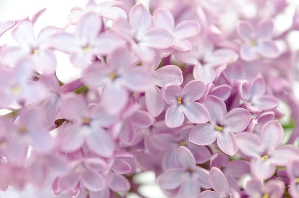 Blooming flower of purple lilac — Stock Photo, Image