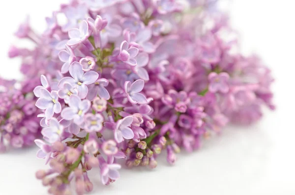 Blooming flower of purple lilac — Stock Photo, Image