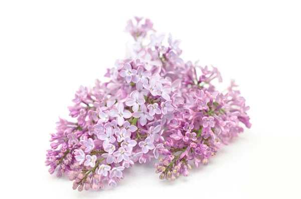 Fleur fleurie de lilas pourpre — Photo