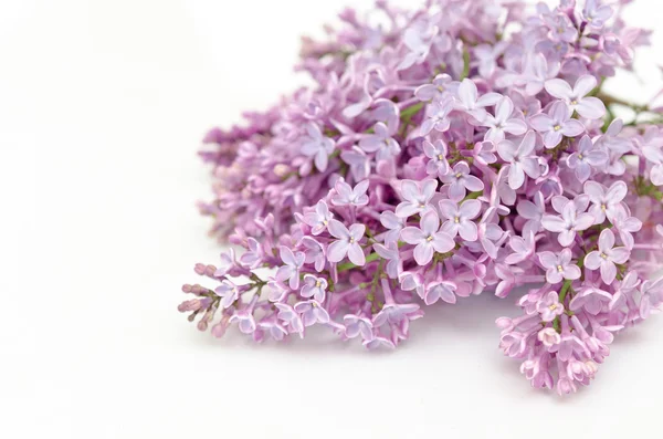 Fleur fleurie de lilas pourpre — Photo