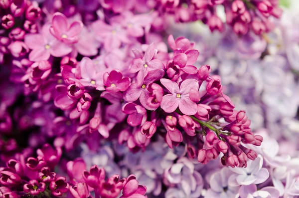 Blooming flower of purple lilac — Stock Photo, Image