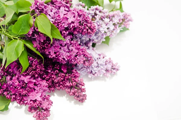 紫色丁香的花开处处香 — 图库照片