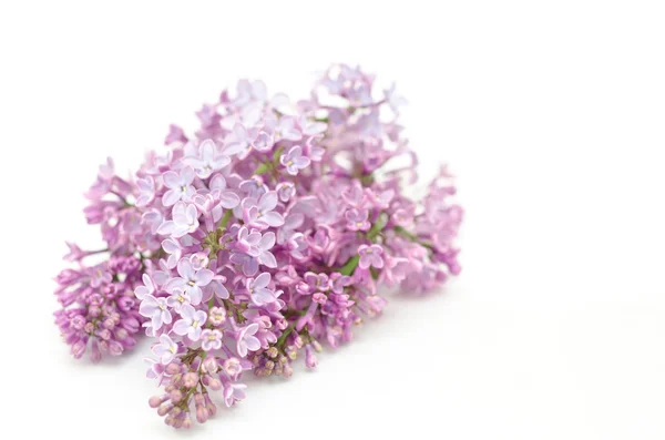 Flor florescente de lilás roxo — Fotografia de Stock