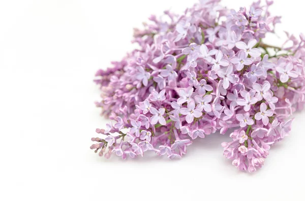 Blooming flower of purple lilac — Stock Photo, Image