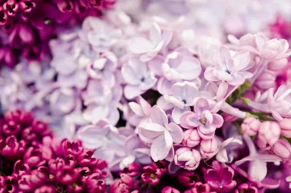 보라색 라일락의 개화 꽃 — 스톡 사진