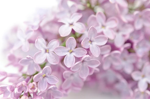 紫色丁香的花开处处香 — 图库照片
