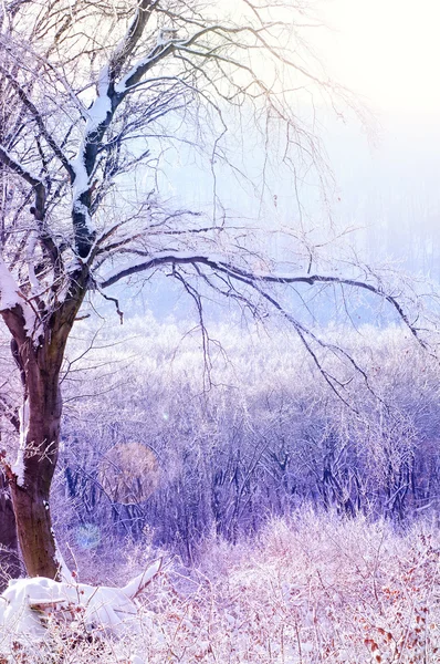 Vinterlandskap — Stockfoto