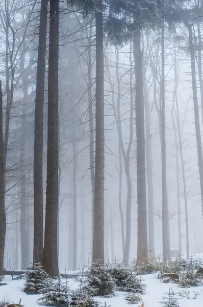 Vinterlandskap — Stockfoto