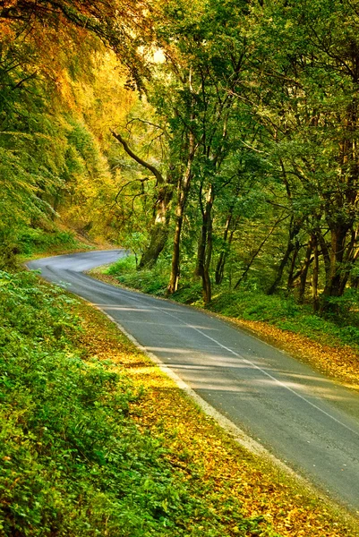 Autumn in the forest — Stock Photo, Image