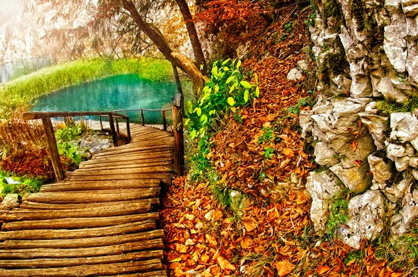 Autunno nella foresta — Foto Stock