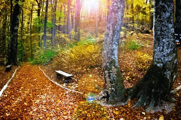 Herfst in het bos — Stockfoto