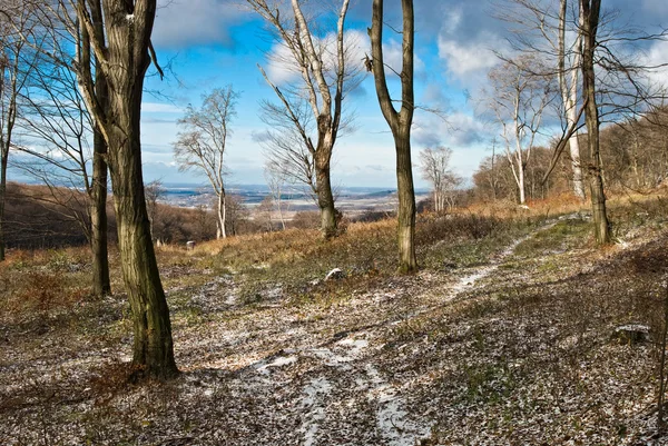 Árboles forestales — Foto de Stock