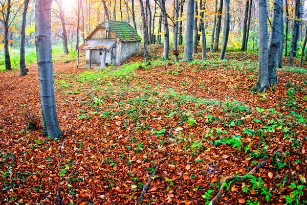 Forest trees — Stock Photo, Image