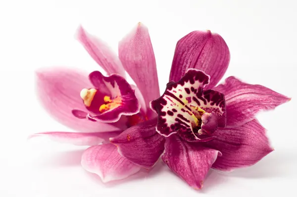 Orchidee — Stockfoto