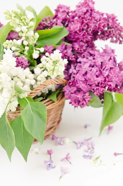 Lovely lilac in a basket — Stock Photo, Image