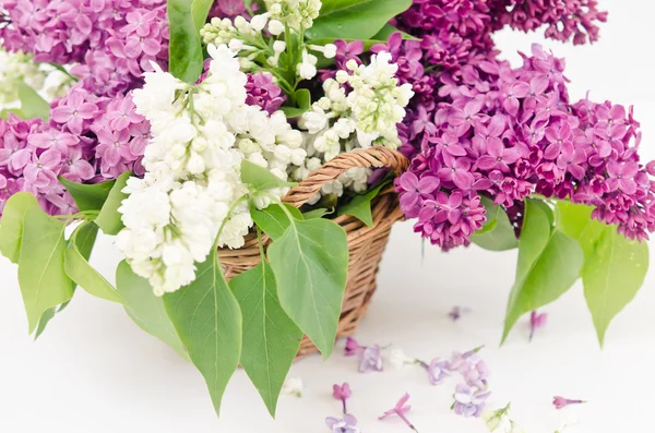 Lovely lilac in a basket — Stock Photo, Image