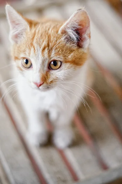 Červená kočička — Stock fotografie