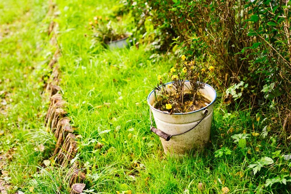 Flowers in the pots — Stock Photo, Image