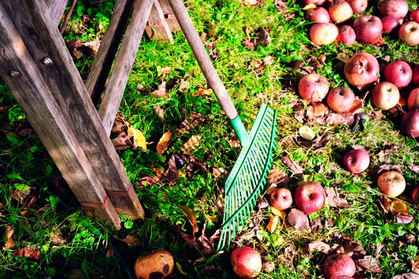 Pommes récoltées — Photo