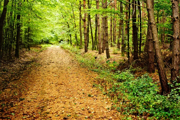 Hösten i skogen — Stockfoto