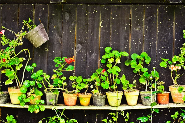 Flowers in the pots — Stock Photo, Image