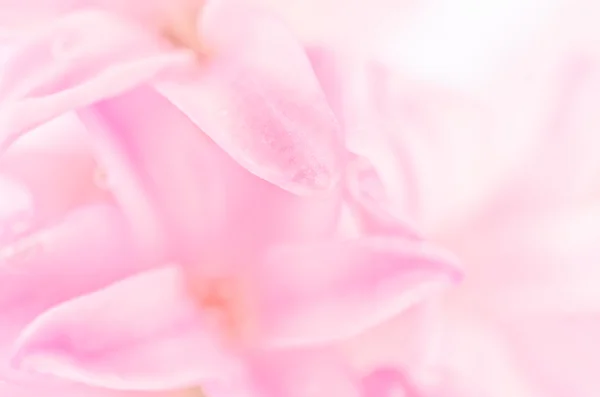 Boeket van roze bloemen close-up — Stockfoto