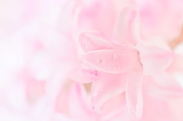 Ramillete de flores rosadas de cerca — Foto de Stock