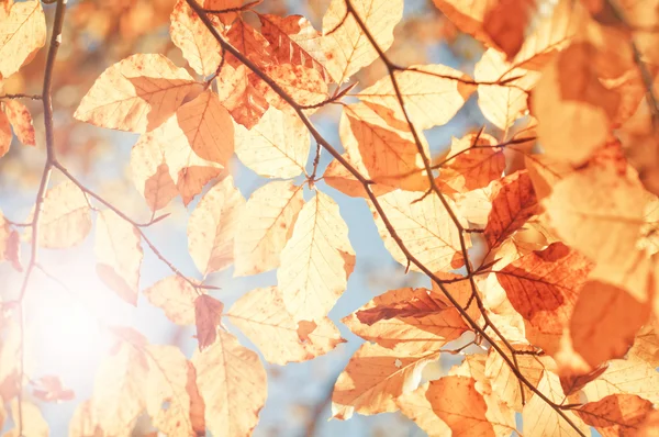 Hösten i skogen — Stockfoto