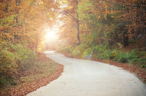 Autumn in the forest — Stock Photo, Image