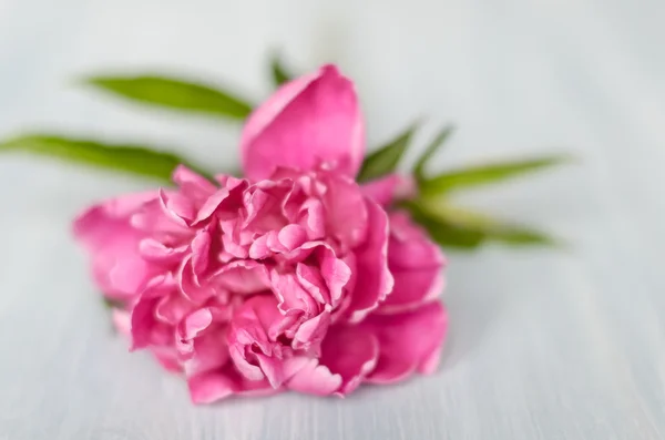 Flor de peónia isolada . — Fotografia de Stock