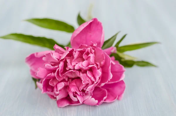 Peonía flor aislada . — Foto de Stock