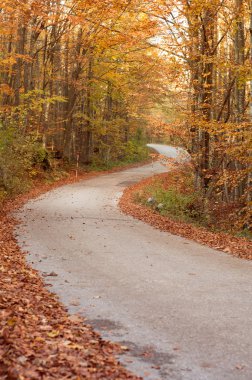 kıvrımlı bir sonbahar yol
