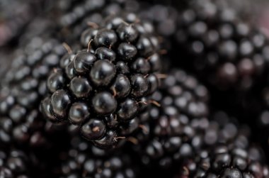 Olgun taze yaban mersini