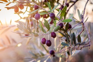 Mature olives on tree. clipart