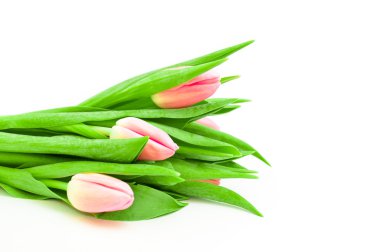 Beyaz arkaplanda pembe laleler
