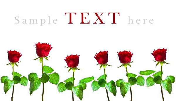 Six roses rouges sur fond blanc avec espace pour le texte — Photo