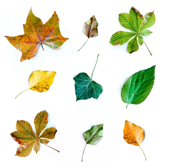 Hoja de otoño — Foto de Stock